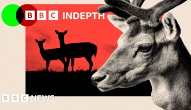 Why Britain has a deer problem