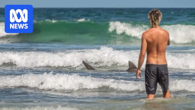 Byron Bay shark frenzy attracts onlookers and a warning to steer clear
