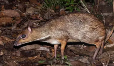 Subscribe Placeholder