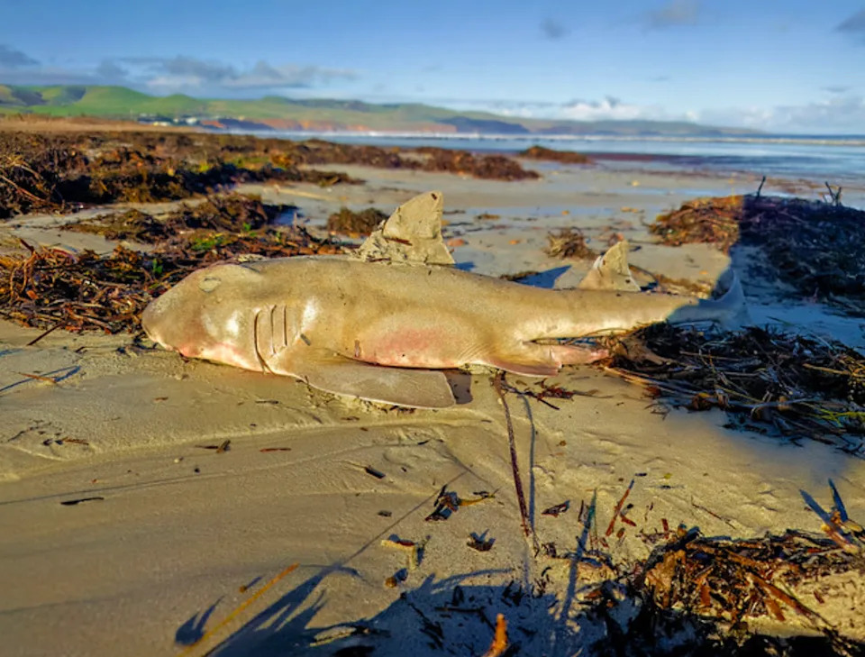 A dead Port Jackson shark on a beach in South Australia. Source: Ian Gibbins/iNaturalist