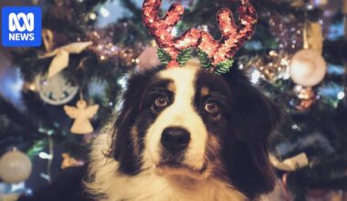 Christmas quiz: How well do you know traditional Christmas carols?