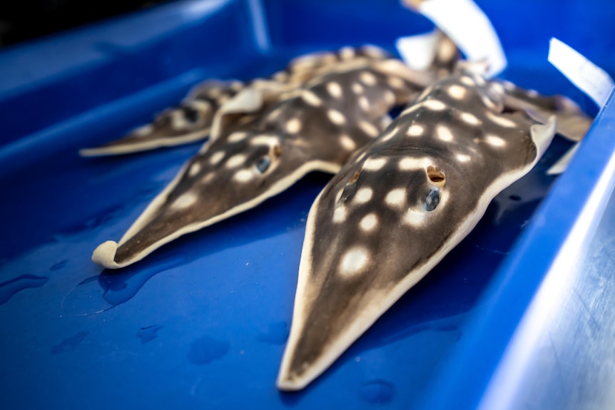 Three dead clown wedgefish lay next to each other in a blue lab tray.