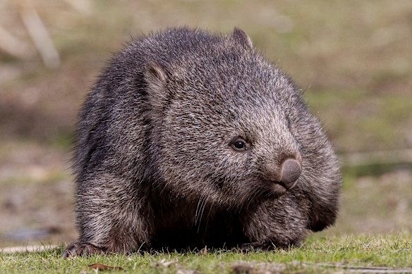 A bare-nosed wombat in Port Arthur.