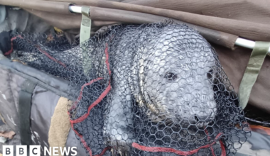'Surprised' angler nets seal 20 miles from the sea at Horning