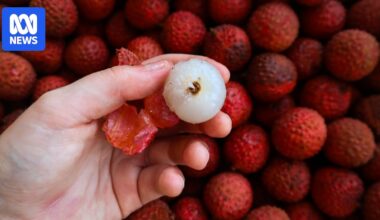 Rain-hit orchards still producing 'best quality' lychees in time for Christmas