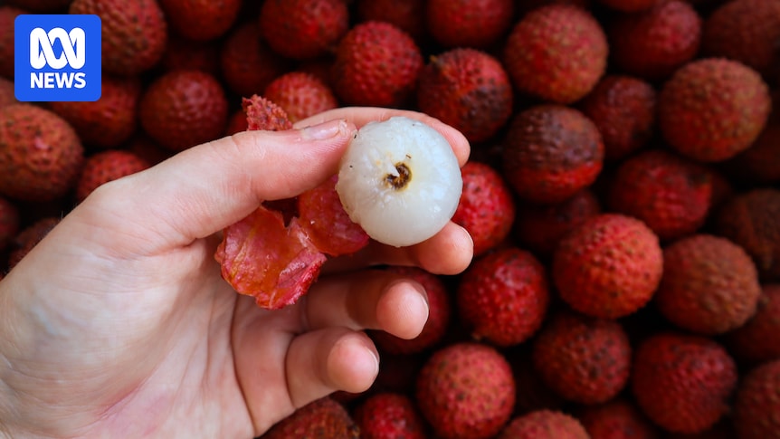 Rain-hit orchards still producing 'best quality' lychees in time for Christmas