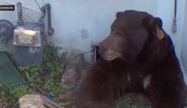 Trap meant for 550-pound bear living under man’s home catches the wrong bear