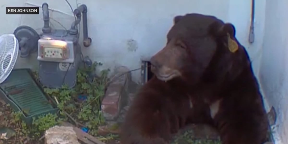 Trap meant for 550-pound bear living under man’s home catches the wrong bear