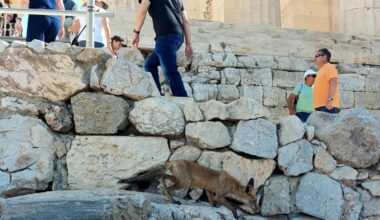 Wildlife increasingly wandering into cities