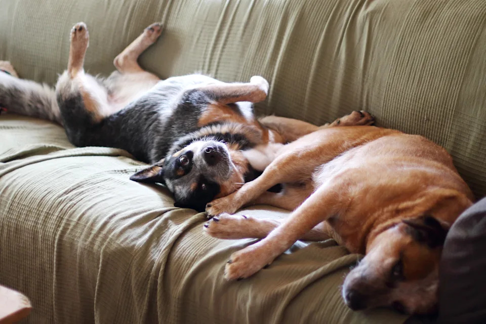 Two heeler dogs on a couch.