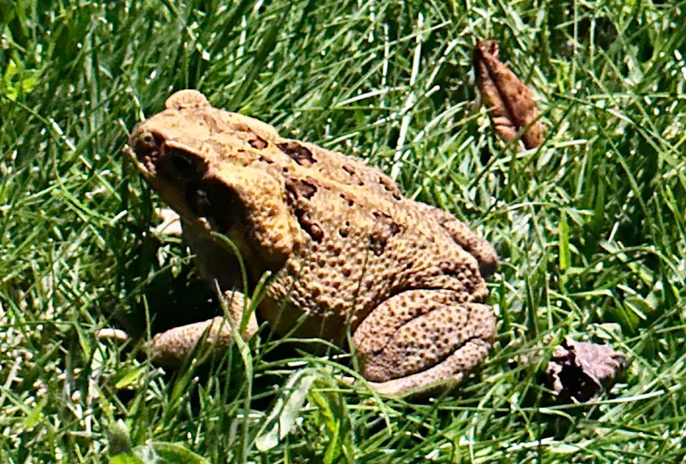 The cane toad in question, pictured here, remains on the loose. 