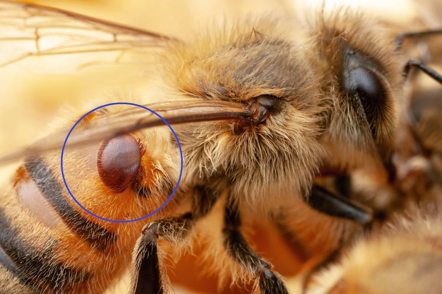 Varroa mite nestled on a bee, with a blue circle identifying it on the body.