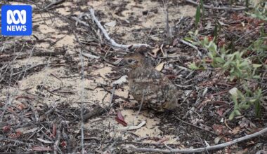 Endangered malleefowl chick saved from fire