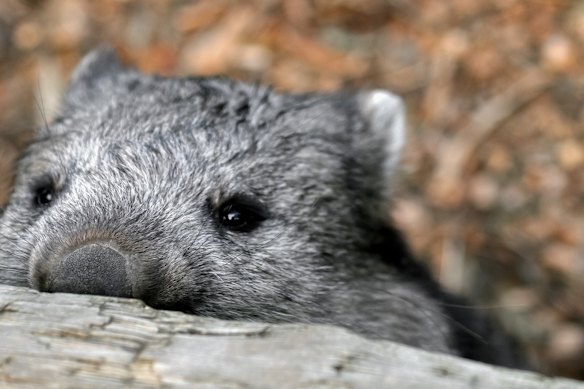 A wombat looking over a fence.