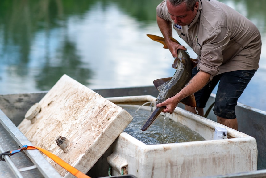 A man pulls a largetooth sawfish out of a billabong and puts it into a white esky.