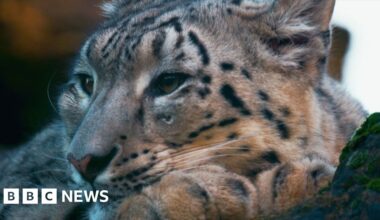 Cataract operation saves Banham Zoo snow leopard's eyesight