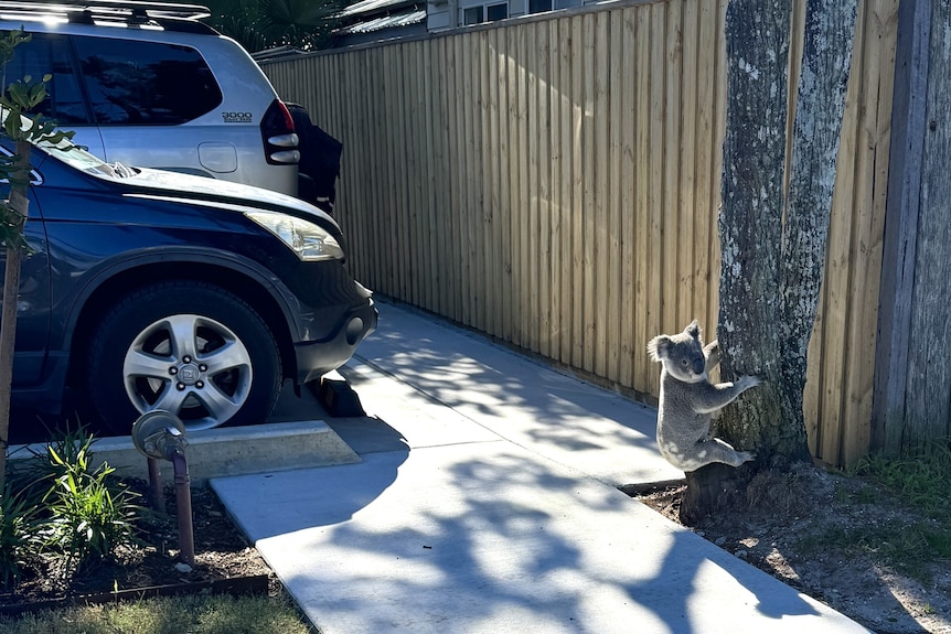 A frightened koala clings to the bottom of a tree in a carpark next to a busy road