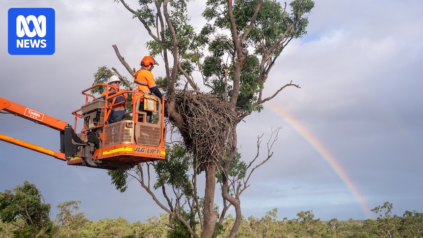 Hopes remain for return of eagles to relocated nest at Bundaberg Hospital site