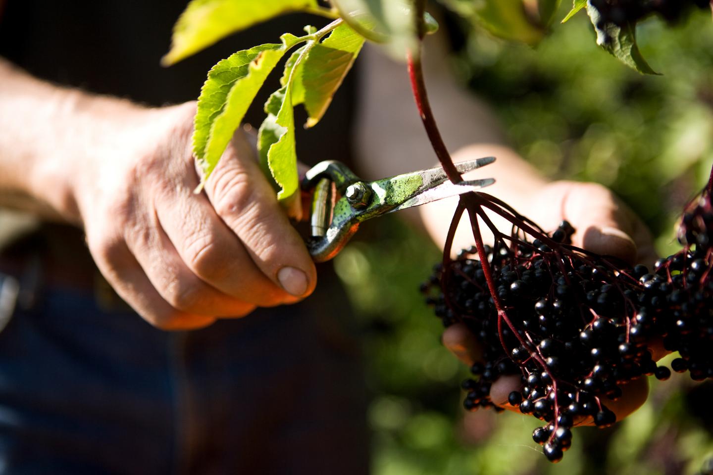 Drinking 12 ounces of elderberry juice has been found to improve gut health