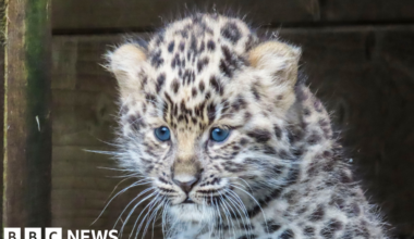 Rare Amur leopard cub born at Dartmoor Zoo is named