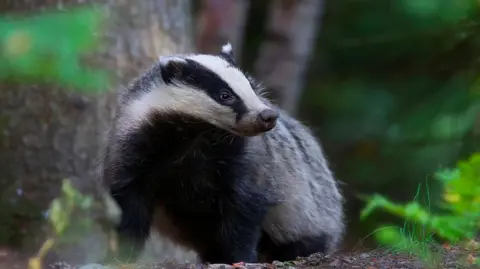 Getty Images A black and white badger standing on a forest floor, surrounded by green foliage and tree trunks, looking slightly to the side.