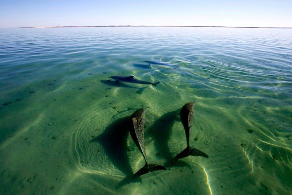 The bottlenose dolphins at Shark Bay have been studied for over 40 years.