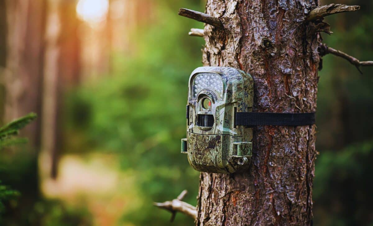 A Long Lost Creature Captured On Trail Camera In An Unexpected Location – See The Incredible Footage!