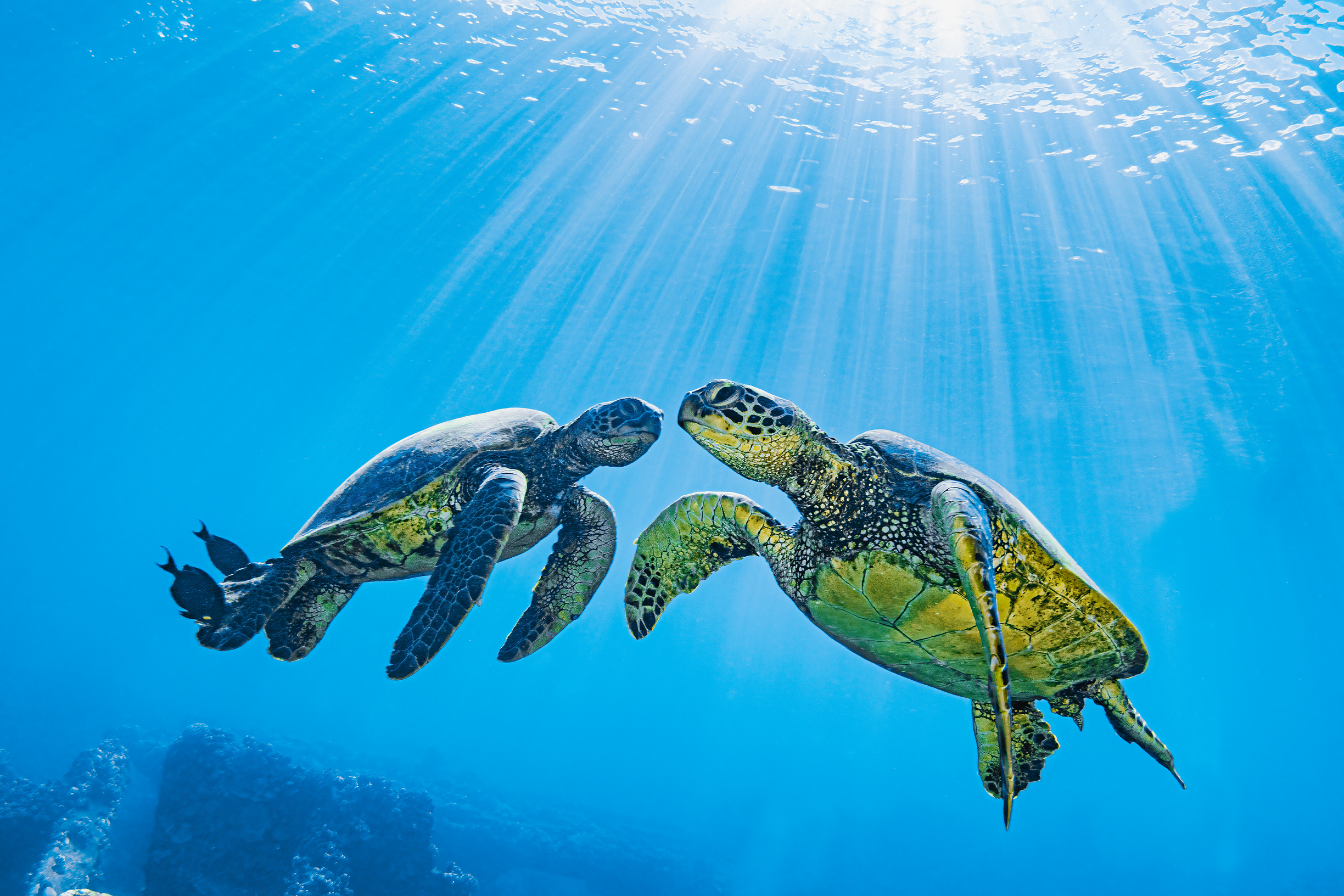 Endangered green sea turtles in the sunlit waters off the island of Maui, Hawaii, USA.