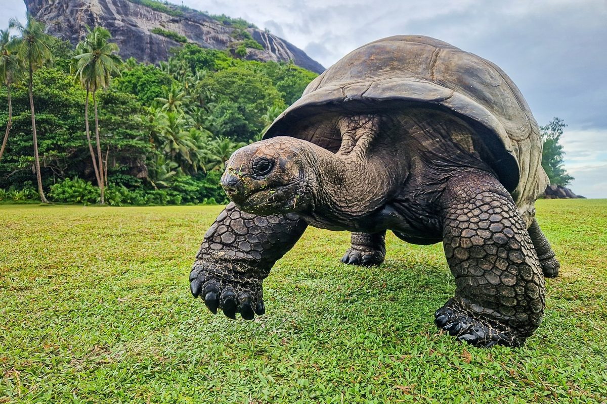 Aldabra giant tortoise walking on North Island