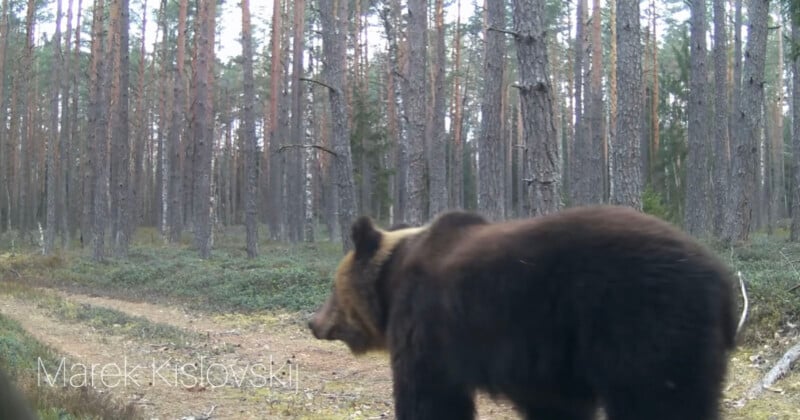 A large brown bear walks along a forest path surrounded by tall pine trees. The bear is in the foreground, moving towards the right. The name “Marek Kisiołowski” appears in the lower left corner.