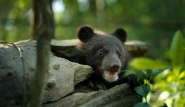 Sagalee bear cub Born to Be Wild