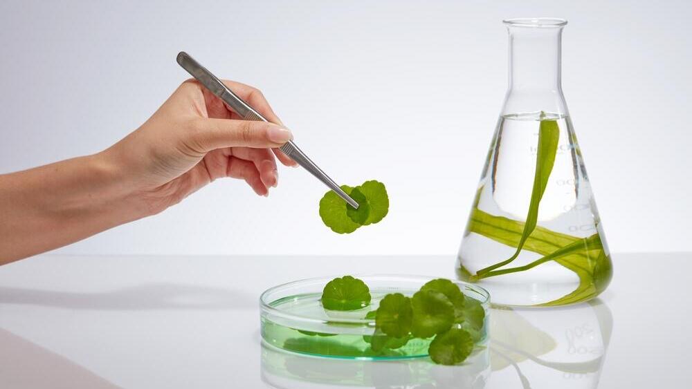 Reduces stress. Centella (Photo: Shutterstock) סנטלה