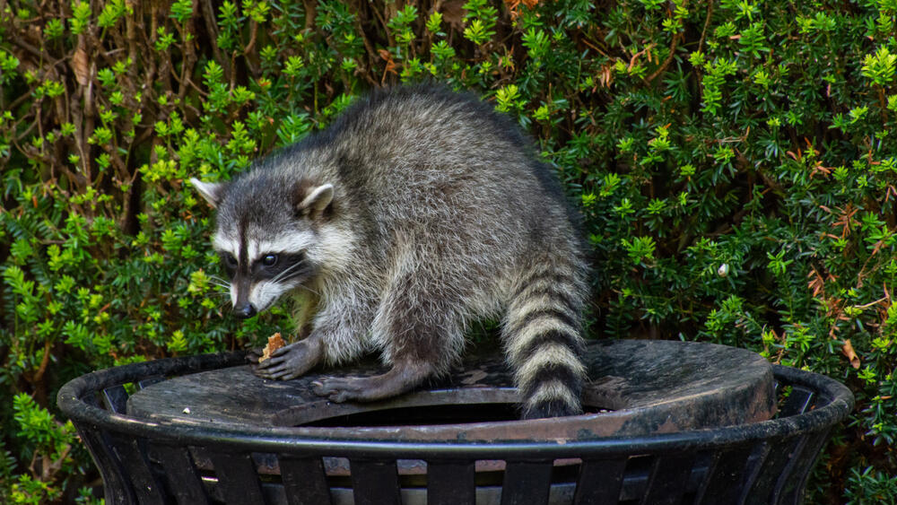 Photo: Kingma photos, Shutterstock דביבון אוכל בעיר