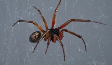Hunt on for venomous false widow spider ‘hotspots’