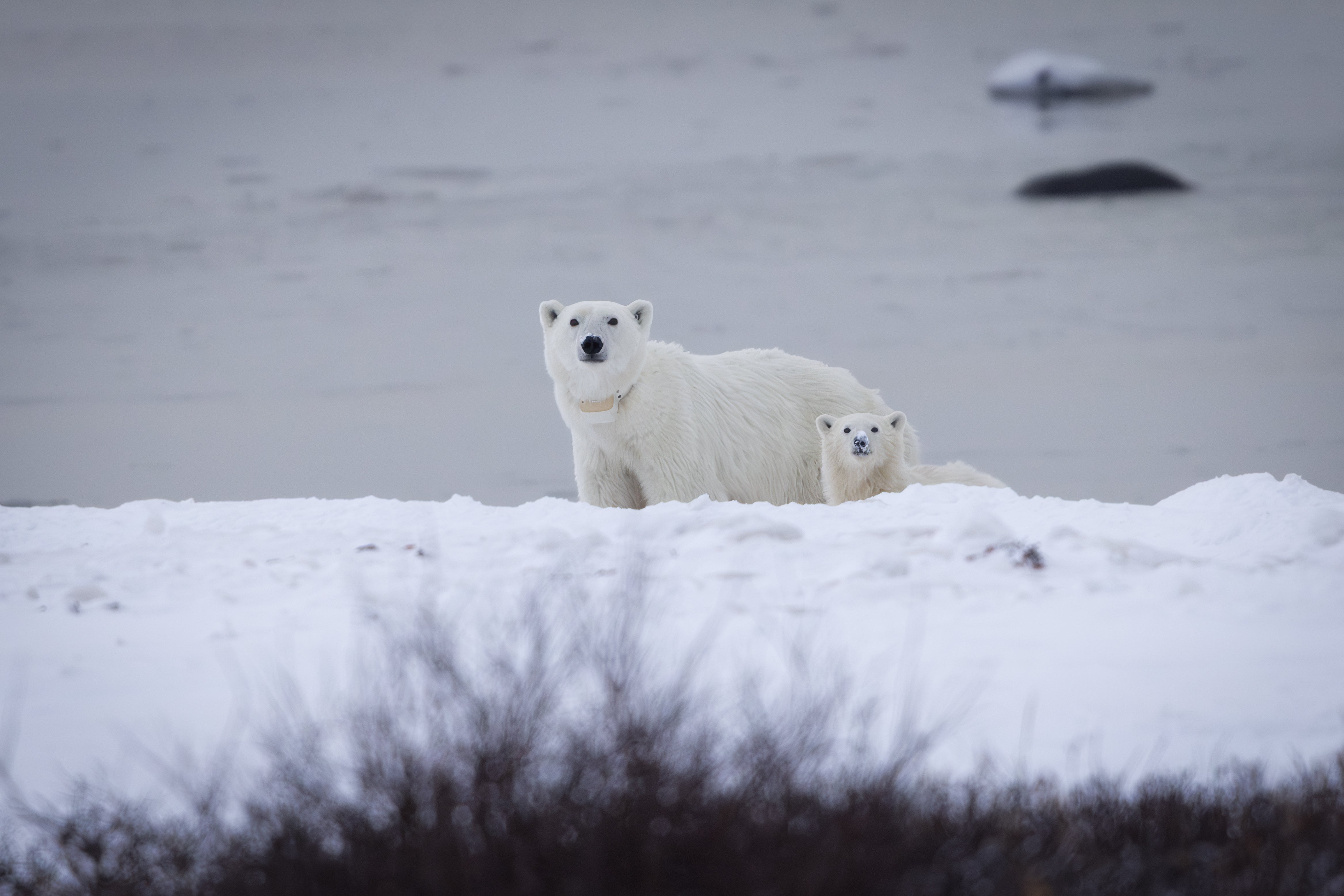 The chance of survival for adopted polar bear cubs is much greater than if they’re left alone