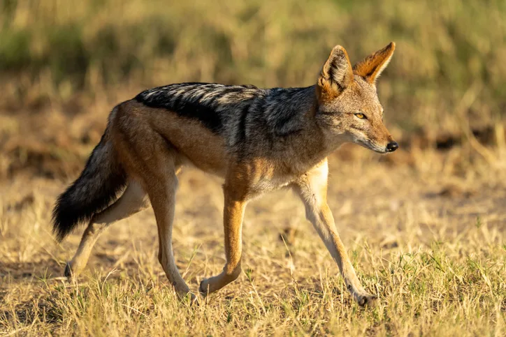 Deathly animals jackal