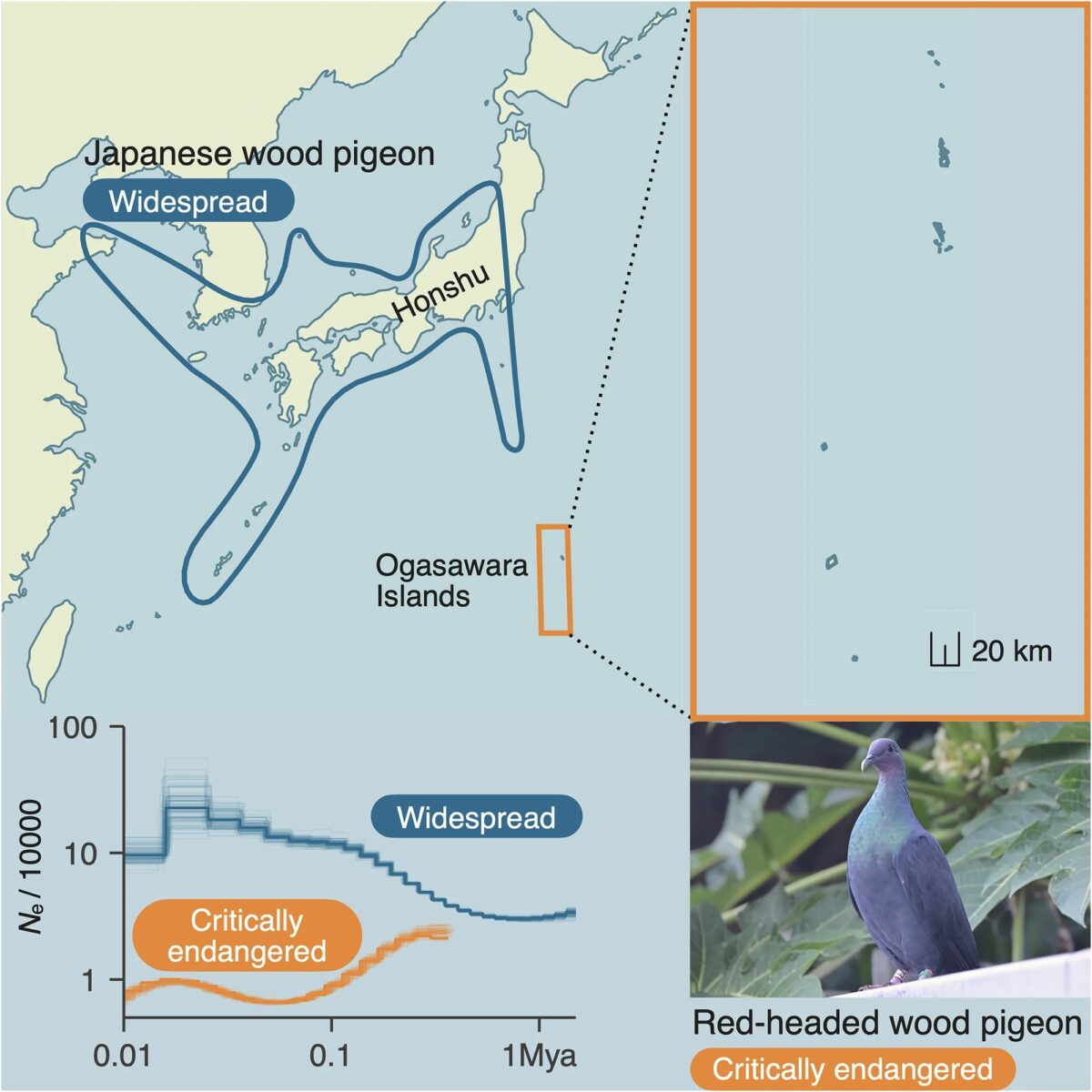 Distribution And Population History Of The Critically Endangered Red Headed Wood Pigeon (columba Janthina Nitens) And The Widespread Japanese Wood Pigeon (c. J. Janthina)