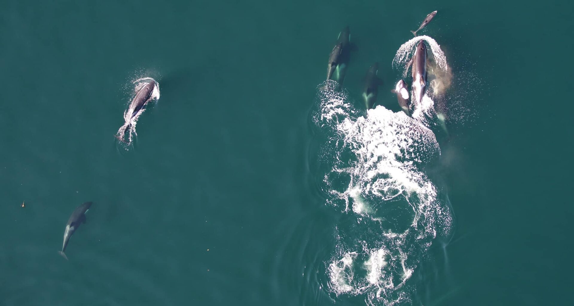 Killer Whales Team Up With Dolphins to Hunt Salmon in Noisy Waters