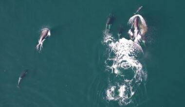Killer Whales Team Up With Dolphins to Hunt Salmon in Noisy Waters