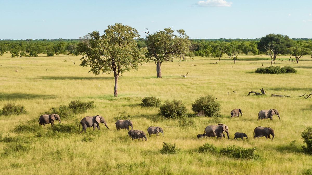Elephants roam freely from Hwange National Park into bordering communal farming lands. IFAW’s EarthRanger project has tracked the movement of collared elephants, with some ranging more than 200 kms from the protected area and traversing communal land along the way. Image courtesy of Tyson Mayr / IFAW.