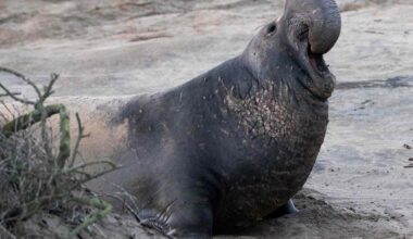Authorities Investigating Incident of People Throwing Rocks at Protected Seal