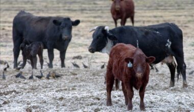 America is eating more beef than ever — so why are cattle ranches disappearing? – Deseret News