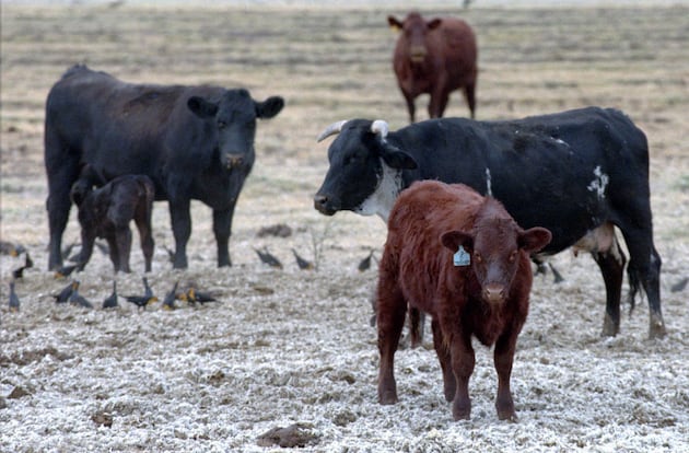 America is eating more beef than ever — so why are cattle ranches disappearing? – Deseret News