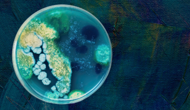 Marine bacteria shows promise in tackling colorectal cancer