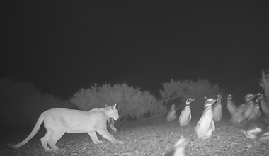 Puma with penguins caught in photograph from camera trap.