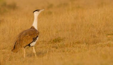 Fight to save Great Indian Bustard gets big boost. SC backs expert plan to shield bird from power lines