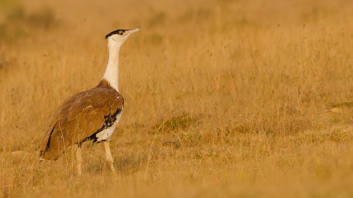 Fight to save Great Indian Bustard gets big boost. SC backs expert plan to shield bird from power lines