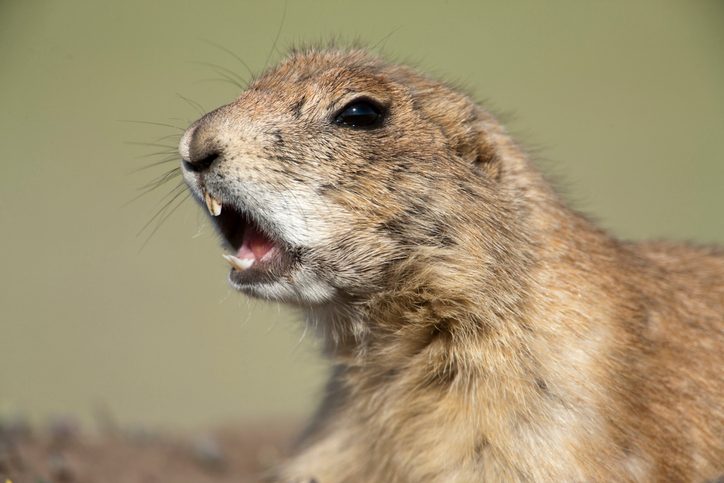 Prairie dog