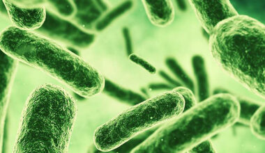 The gut bacteria that put the brakes on weight gain in mice – @theU