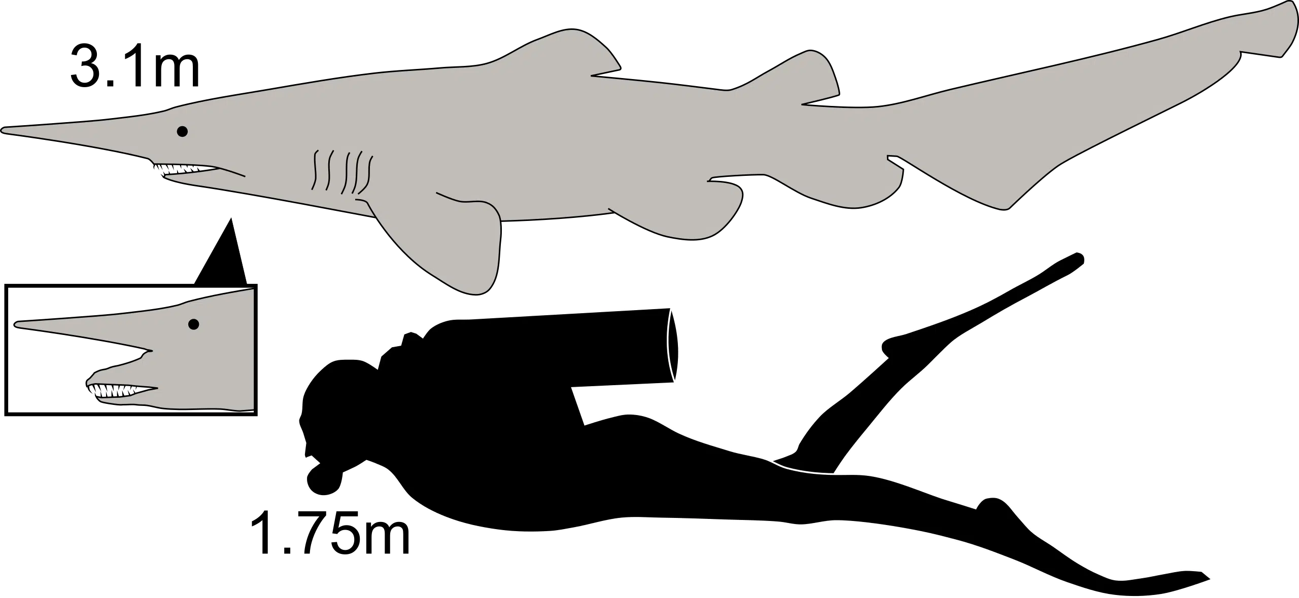 Goblin Shark Size.svg